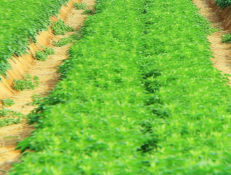 A might field being sprayed with pesticides