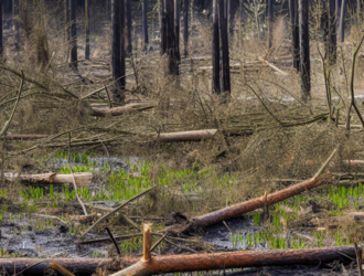 A damaged forest after a chemical spill