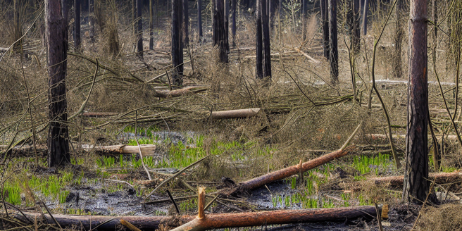 A damaged forest after a chemical spill